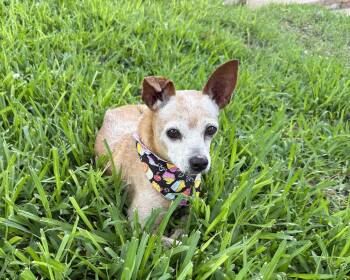 Rescue Chihuahua Dogs for Adoption in San Antonio, Texas - Zip | PetCurious