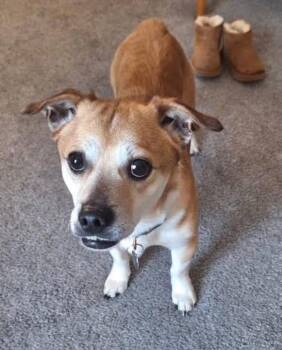 Puggle Dogs Available for Adoption - Melvin | PetCurious