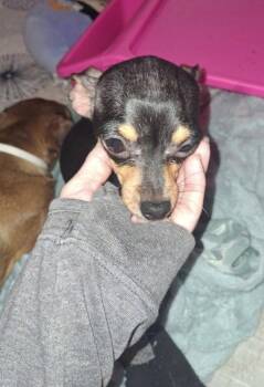 Lil Bit -  Chihuahua Dog for Adoption in Columbia, Tennessee - Lil Bit | PetCurious