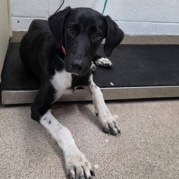 Gretchen -  Mixed Breed Dog for Adoption in Ardmore, Oklahoma - Gretchen | PetCurious