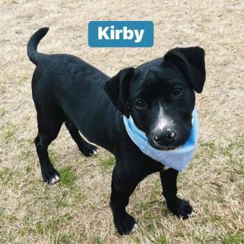 Rescue Labrador Retriever and Pit Bull Terrier Dogs for Adoption in Fort Mill, South Carolina - Kirby | PetCurious