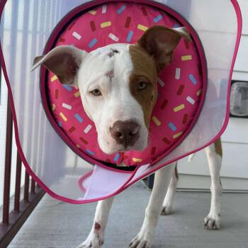 Rescue Pit Bull Terrier Dogs for Adoption in Columbia, South Carolina - Spade | PetCurious