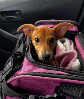 Rescue Labrador Retriever and Italian Greyhound Dogs for Adoption in Columbia, Maryland - Lexi | PetCurious