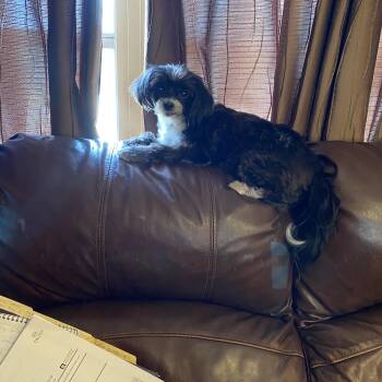 Rescue Shih Tzu Dogs for Adoption in Bradenton, Florida - Gretta | PetCurious