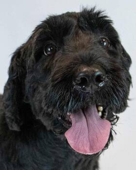 Standard Poodle and Retriever Dogs Available for Adoption in Kennesaw, Georgia - Sabrina | PetCurious