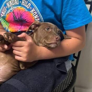 Charlie -  Mixed Breed Dog for Adoption in Elyria, Ohio - Charlie | PetCurious