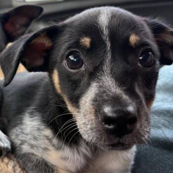 Collie -  Mixed Breed Dog for Adoption in Aberdeen, North Carolina - Collie | PetCurious