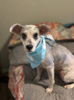 Rescue Schnauzer Dogs for Adoption in Monticello, Minnesota - Missy | PetCurious