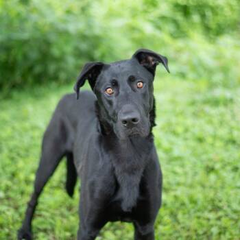 Deuce -  Black Labrador Retriever and Great Dane Dog for Adoption in Brownsboro, Alabama - Deuce | PetCurious