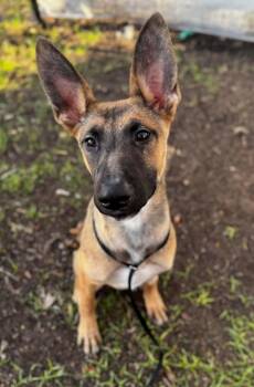 Rescue German Shepherd Dog Dogs for Adoption in Round Rock, Texas - Clover | PetCurious