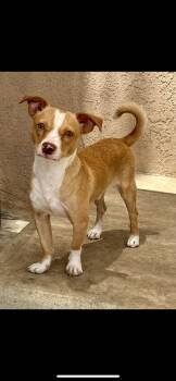 Paco -  Chihuahua and Miniature Dachshund Dog for Adoption in New Haven, Connecticut - Paco | PetCurious