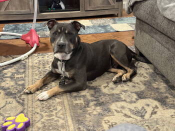 Rescue Pit Bull Terrier Dogs for Adoption in Chandler, Arizona - DIESEL #6 | PetCurious