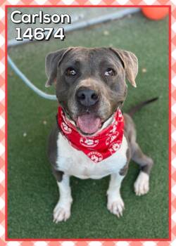 Rescue American Staffordshire Terrier Dogs for Adoption in Marietta, Georgia - CARLSON | PetCurious