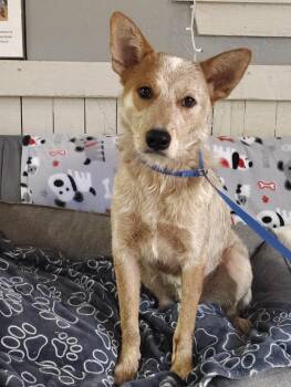 Herbie -  Australian Cattle Dog Blue Heeler Dog for Adoption in Fort Worth, Texas - Herbie | PetCurious