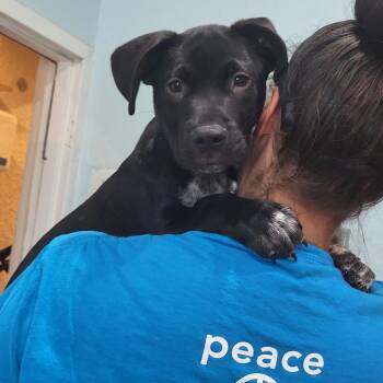 Black Labrador Retriever and Australian Cattle Dog Blue Heeler Dogs Available for Adoption in Pinellas Park, Florida - Milkbone | PetCurious