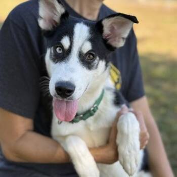 Cheese -  Mixed Breed Dog for Adoption in Gwinn, Michigan - Cheese | PetCurious