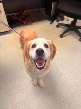 Kenny -  Australian Cattle Dog Blue Heeler Dog for Adoption in Medina, Ohio - Kenny | PetCurious