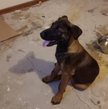 Kieran -  German Shepherd Dog Dog for Adoption in Lancaster, California - Kieran | PetCurious