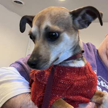 Chihuahua and Terrier Dogs Available for Adoption - Lilly | PetCurious
