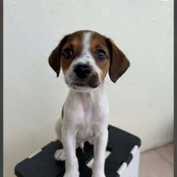 Beagle Dogs Available for Adoption - Jersey (Goldie’s Litter) | PetCurious