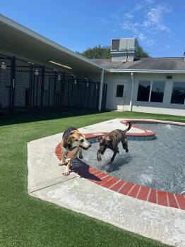 Rescue Rottweiler and Mastiff Dogs for Adoption in Spring, Texas - Louie | PetCurious
