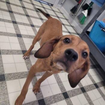 Agnes 5851 D -  Beagle and Mixed Breed Dog for Adoption in Frankfort, Kentucky - Agnes 5851 D | PetCurious