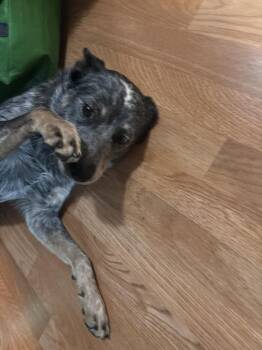 Valor -  Australian Cattle Dog Blue Heeler Dog for Adoption - Valor | PetCurious