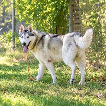 Enzo -  Husky Dog for Adoption in Pahrump, Nevada - Enzo | PetCurious