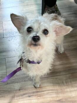 *Peridot GREEN -  Poodle and Dachshund Dog for Adoption in Pittsburg, California - *Peridot GREEN | PetCurious