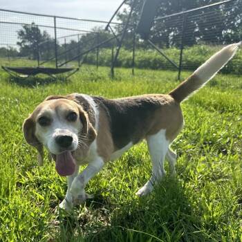 Jessica -  Beagle Dog for Adoption in Nowata, Oklahoma - Jessica | PetCurious