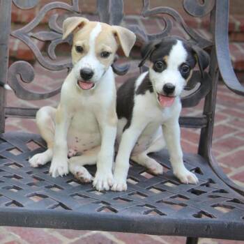 Biscuit -  Mixed Breed Dog for Adoption in Buffalo, Minnesota - Biscuit | PetCurious
