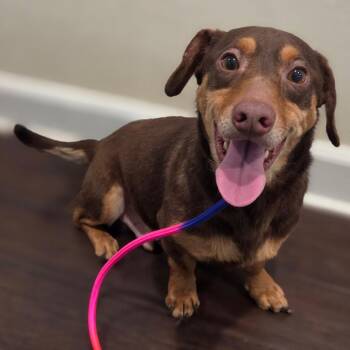 Dachshund Dogs Available for Adoption in Helena, Alabama - Nugget | PetCurious