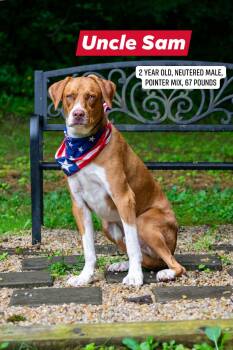 Uncle Sam -  Pointer Dog for Adoption in Sevierville, Tennessee - Uncle Sam | PetCurious