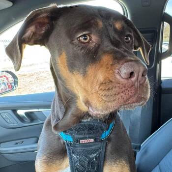 Boxer and Hound Dogs Available for Adoption in Brockport, New York - Aelin | PetCurious