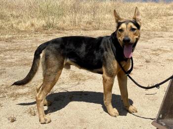 Lucky -  German Shepherd Dog and Cattle Dog Dog for Adoption in Incline Village, Nevada - Lucky | PetCurious