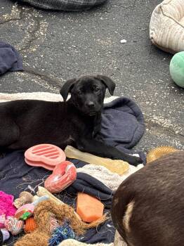 Mixed Breed Dogs Available for Adoption in Kenosha, Wisconsin - Madam Mim | PetCurious