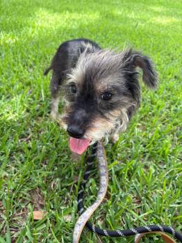 Tangerine -  Schnauzer Dog for Adoption in Elmwood, Louisiana - Tangerine | PetCurious