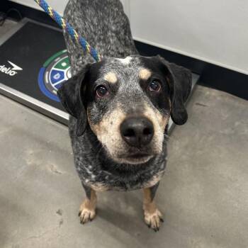 Bluetick Coonhound Dogs Available for Adoption - Dorado | PetCurious