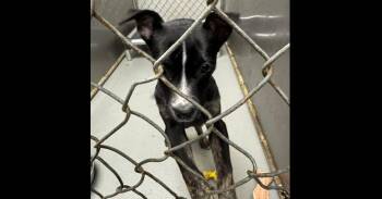 Pixie -  Border Collie and Labrador Retriever Dog for Adoption in Mishawaka, Indiana - Pixie | PetCurious