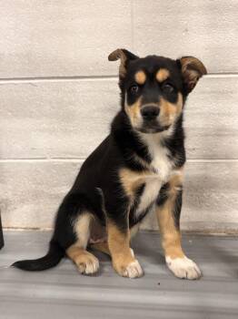 Rescue Australian Cattle Dog Blue Heeler Dogs for Adoption in Edmonton, Alberta - WIdget | PetCurious