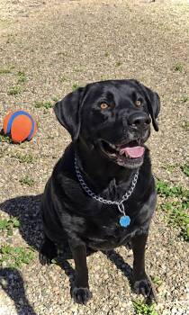 Buckey -  Labrador Retriever Dog for Adoption in Estherville, Iowa - Buckey | PetCurious