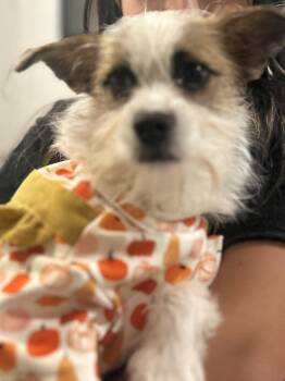 Jack Russell Terrier Dogs Available for Adoption - Alex | PetCurious