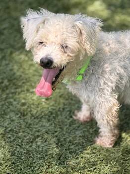 Ethel -  Miniature Poodle Dog for Adoption in Pawleys Island, South Carolina - Ethel | PetCurious