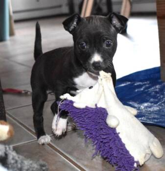 Chihuahua Dogs Available for Adoption in Grafton, Wisconsin - Cherry | PetCurious