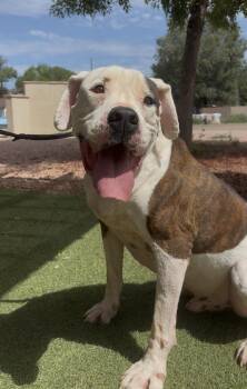 Chance -  American Bulldog Dog for Adoption in Payson, Arizona - Chance | PetCurious