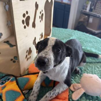 Dottie -  Australian Cattle Dog Blue Heeler Dog for Adoption in Memphis, Tennessee - Dottie | PetCurious