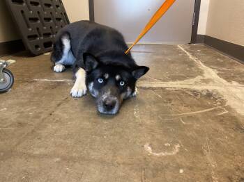 Rescue Siberian Husky and Shiba Inu Dogs for Adoption in Ontario, California - MORTY | PetCurious