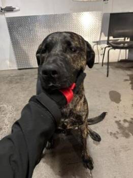 Pit Bull Terrier Dogs Available for Adoption in El Paso, Texas - Lazy Bary* | PetCurious