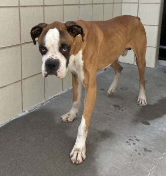 Rescue Boxer Dogs for Adoption in Park Row, Texas - AXELROD | PetCurious