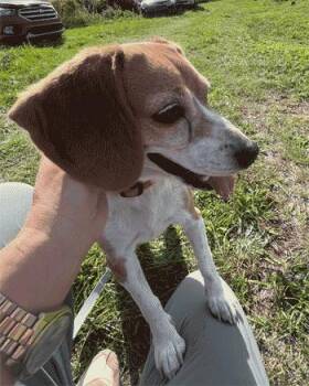 Rescue Beagle Dogs for Adoption in West Decatur, Pennsylvania - Nelly | PetCurious